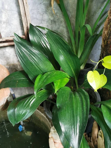 Une Plante Feuilles Vertes Dans Pot — Photo