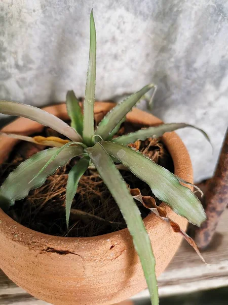 Long green leaf spikes planted in terracotta pots.