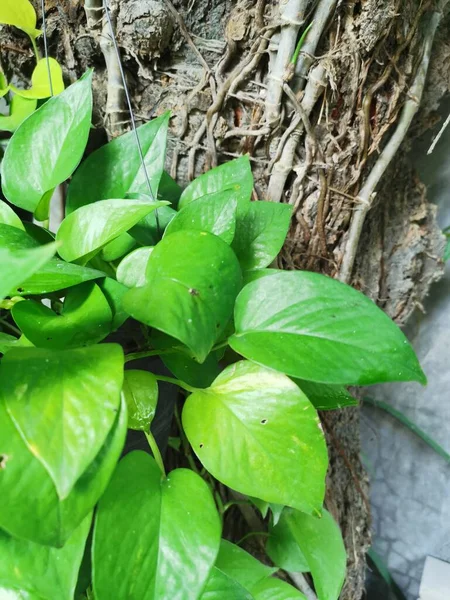 鍋に緑の葉の植物 — ストック写真