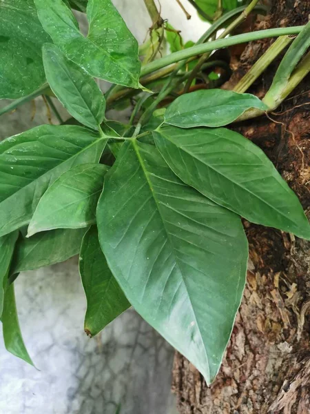 鍋に緑の葉の植物 — ストック写真