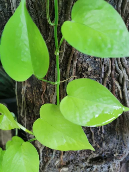 鍋に緑の葉の植物 — ストック写真