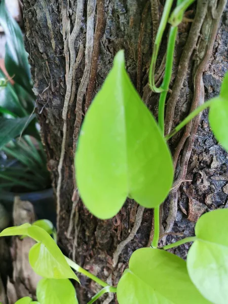 鍋に緑の葉の植物 — ストック写真