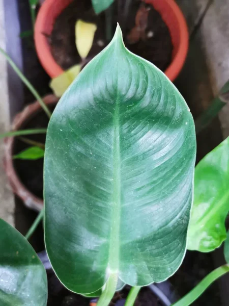 Een Groene Bladplant Een Pot — Stockfoto