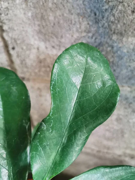 Eine Grüne Blattspflanze Einem Topf — Stockfoto