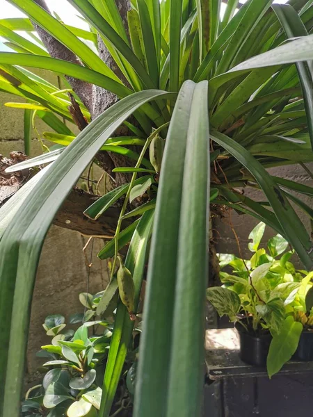 Groene Sierplanten Met Lange Grote Bladeren Drijven Potten — Stockfoto