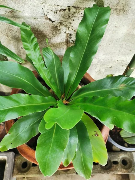 Groene Sierplanten Met Lange Grote Bladeren Drijven Potten — Stockfoto