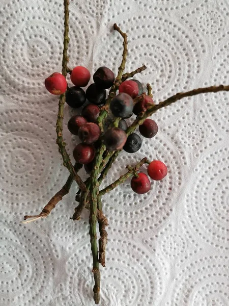 Červené Zralé Plody Mají Kyselou Chuť Ovoce Kulaté Jako Třešně — Stock fotografie