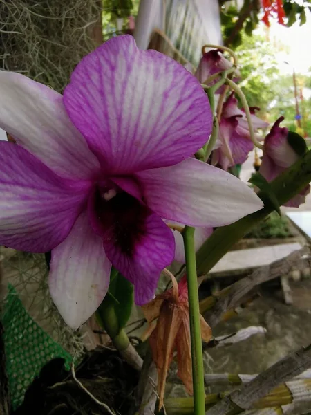 白いピンクの蘭 白い外側の花弁ピンクの内側とピンクの雄しべ太い 緑の葉 — ストック写真