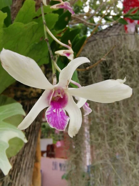Orquídeas Dendrobium Têm Pétalas Exteriores Brancas Estames Cor Rosa Folhas — Fotografia de Stock