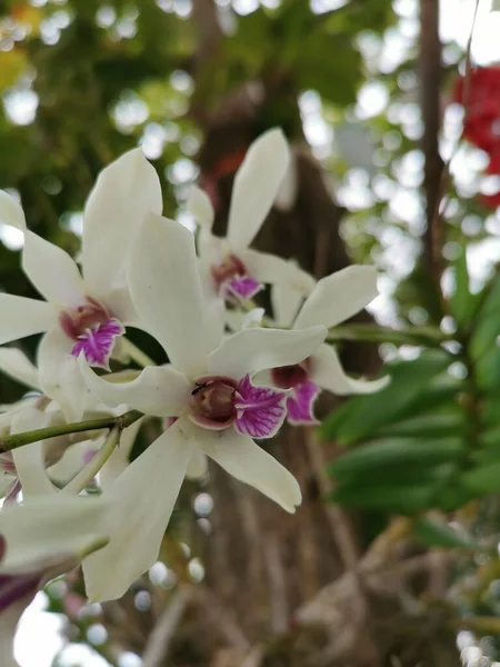 Orchideje Dendrobia Mají Bílé Vnější Okvětní Lístky Růžové Tyčinky Silné — Stock fotografie