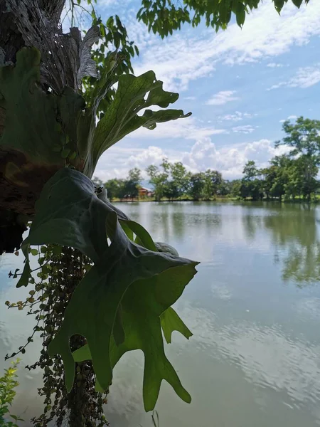 Fern Platycerium Holttumii Jonah 蕨树的根在大树上绿油油地生长着 — 图库照片