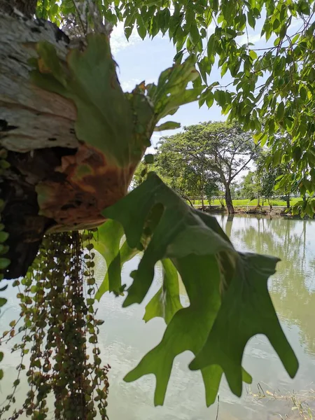 Samambaia Platycerium Holttumii Jonah Hennipm Raiz Samambaia Cresce Greenly Árvore — Fotografia de Stock