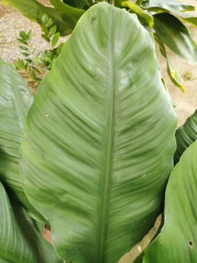 Tencerelere ekilmiş taze yeşil yapraklar Güneşte çok güzel büyür..