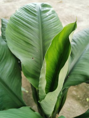 Tencerelere ekilmiş taze yeşil yapraklar Güneşte çok güzel büyür..