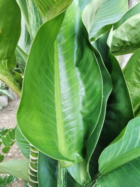 Tencerelere ekilmiş taze yeşil yapraklar Güneşte çok güzel büyür..