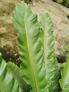 Tencerelere ekilmiş taze yeşil yapraklar Güneşte çok güzel büyür..