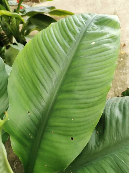 Verse Groene Bladeren Geplant Potten Het Groeit Prachtig Zon — Stockfoto