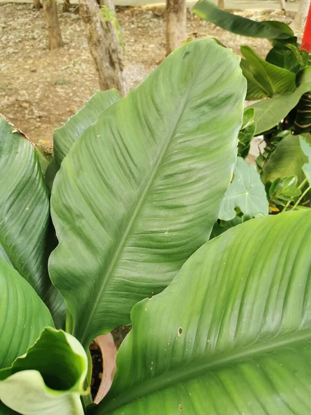 Verse Groene Bladeren Geplant Potten Het Groeit Prachtig Zon — Stockfoto