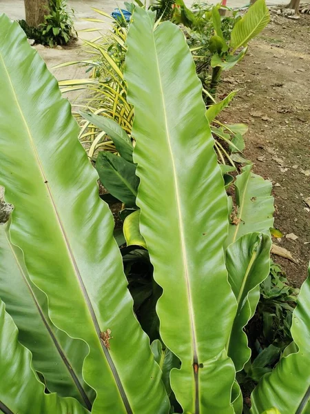 Fresh Green Leaves Planted Pots Grows Beautifully Sun — Stock Photo, Image