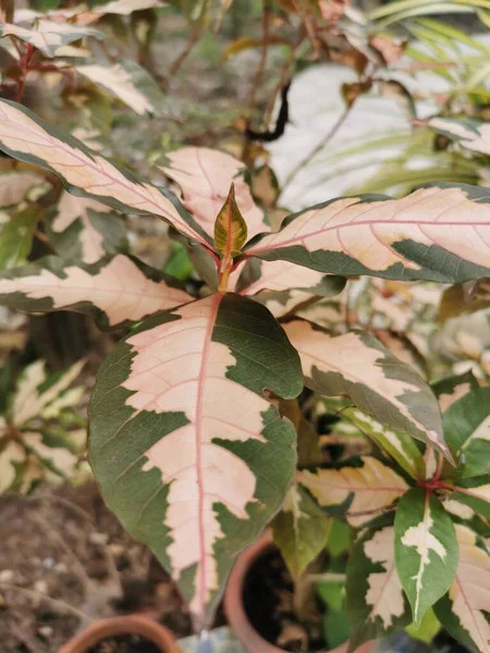 Zweifarbiger Baum Grün Mit Rosa Weiß Zwei Grüne Und Weiße — Stockfoto