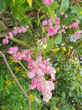 Narin yapraklı pembe çiçekler yeşil yapraklı arka planda harika görünüyor, çok güzel..