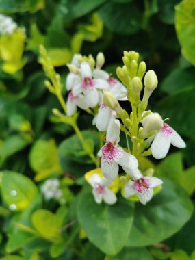   Narin beyaz dış yapraklı çiçekler, kırmızı iç taç yaprakları, tomurcuklar halinde açan. Yeşil yapraklar üzerinde harika görünüyor, çok güzel..