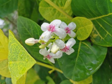   Narin beyaz dış yapraklı çiçekler, kırmızı iç taç yaprakları, tomurcuklar halinde açan. Yeşil yapraklar üzerinde harika görünüyor, çok güzel..
