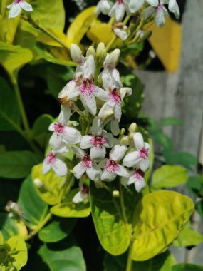   Narin beyaz dış yapraklı çiçekler, kırmızı iç taç yaprakları, tomurcuklar halinde açan. Yeşil yapraklar üzerinde harika görünüyor, çok güzel..
