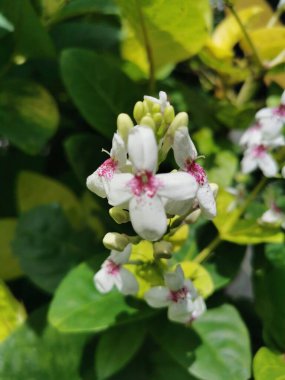   Narin beyaz dış yapraklı çiçekler, kırmızı iç taç yaprakları, tomurcuklar halinde açan. Yeşil yapraklar üzerinde harika görünüyor, çok güzel..
