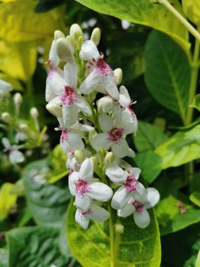   Narin beyaz dış yapraklı çiçekler, kırmızı iç taç yaprakları, tomurcuklar halinde açan. Yeşil yapraklar üzerinde harika görünüyor, çok güzel..