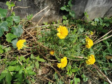 Narin yapraklı sarı çiçekler yeşil yapraklı arka planda çok güzel görünüyor..