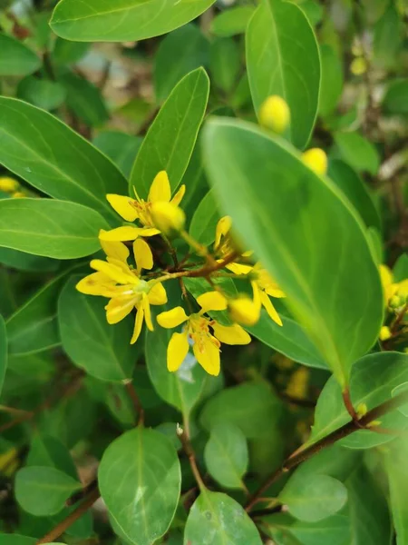 Žluté Květy Jemnými Okvětními Lístky Vypadá Vynikající Zeleném Pozadí Listů — Stock fotografie