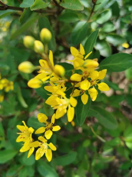 Žluté Květy Jemnými Okvětními Lístky Vypadá Vynikající Zeleném Pozadí Listů — Stock fotografie