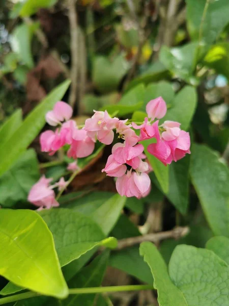 Rosa Blommor Med Fina Kronblad Det Ser Enastående Den Gröna — Stockfoto