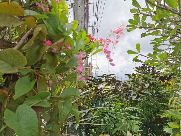 Flores Cor Rosa Com Pétalas Delicadas Parece Excelente Fundo Folha — Fotografia de Stock