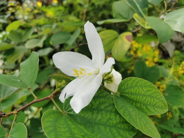 Tenké Bílé Květy Žlutými Tyčinkami Zelených Listech Kvetou Velmi Krásné — Stock fotografie