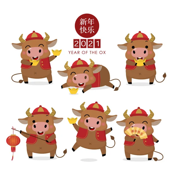 Mutlu Çin yılbaşı tebrik kartları. 2021, öküz yılı. Tatlı boğa, kırmızı kostümlü erkek inek ve altın para. Hayvan bayramı çizgi film karakteri. Çevirisi: Mutlu yıllar. - Vektör