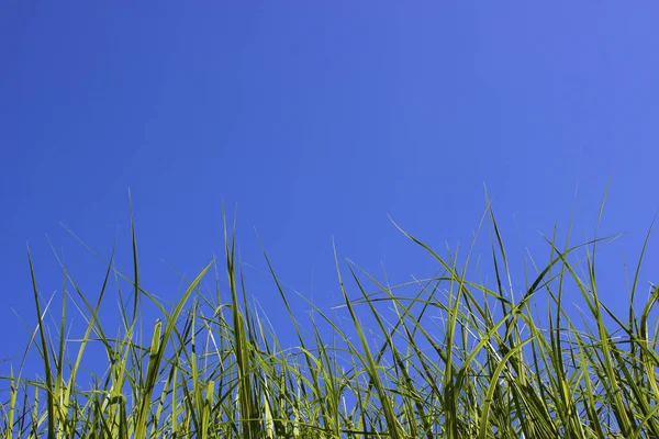 Zielona Trawa Zbliżenie Wobec Jasnego Niebieskiego Nieba Bottom Space Dla — Zdjęcie stockowe