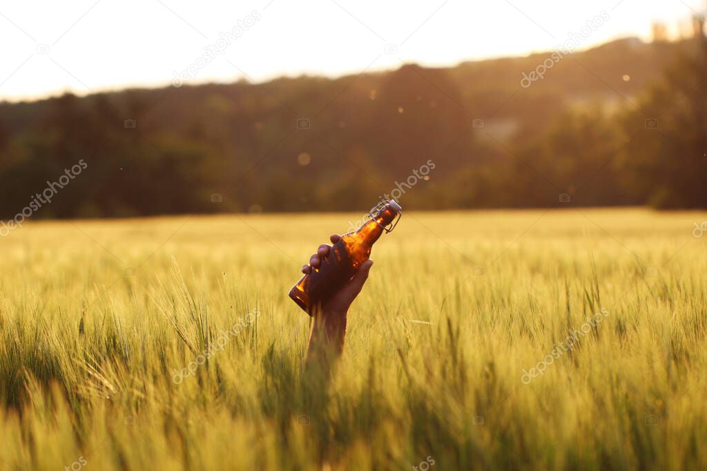 A man's hand with a dark glass beer bottle with a bugle stopper in a field of barley on a summer day.Brewing.International beer day.Oktoberfest.The concept of freedom from alcohol