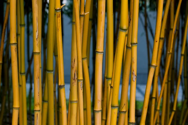 Tallos Bambú Amarillo Cerca Material Natural Ecológico Plantas Forestales Tropicales — Foto de Stock