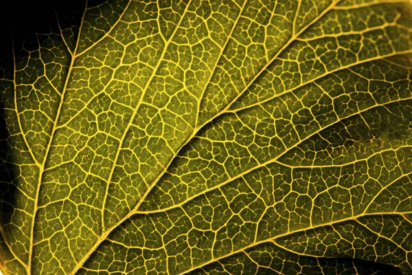 Texture Reverse Side Green Leaf Vintage Processing Close Macro Mode — Stock Photo, Image