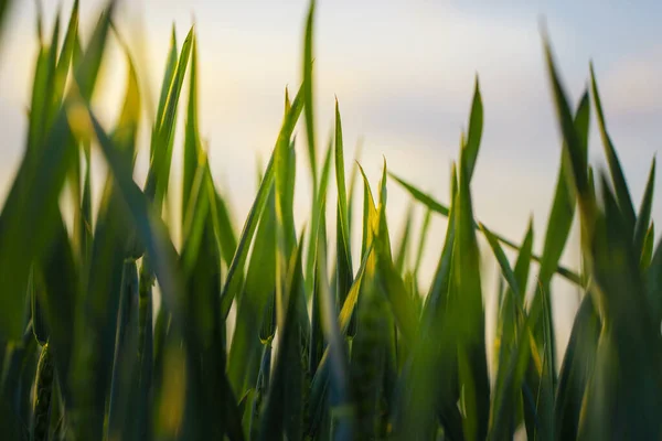 Świeża Wiosna Zielona Trawa Zbliżenie Tle Niebieskiego Nieba Słońcu Widok — Zdjęcie stockowe