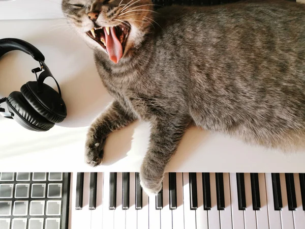 a grey Scottish cat is lying on the table yawning. it interferes with my work.headphones and synthesizer keys.getting out of depression.the concept of a singing cat.
