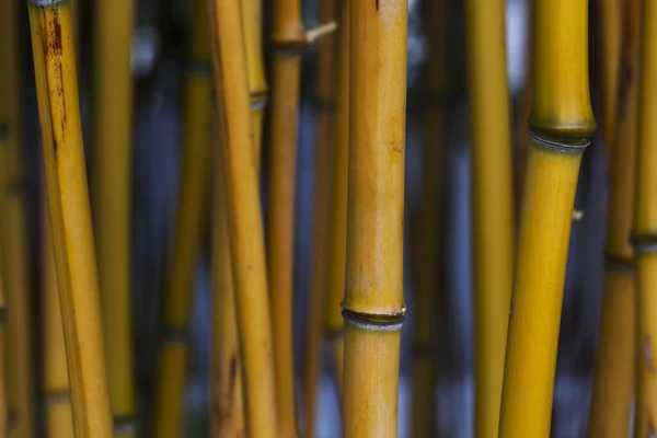Tallos Bambú Amarillo Cerca Material Natural Ecológico Plantas Forestales Tropicales — Foto de Stock