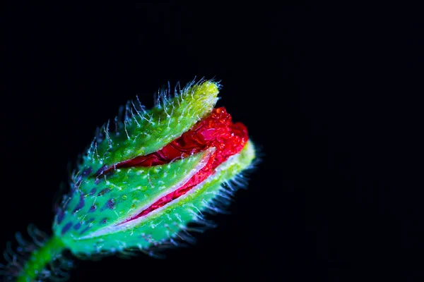 Siyah Arka Planda Haşhaş Bud Renkli Çiçekleri Makro Modu Mesaj — Stok fotoğraf