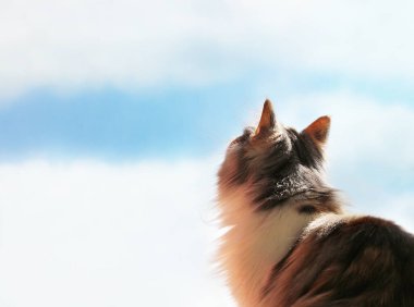 Uzun saçlı Norveç orman kedisi arkası dönük oturur ve rüya gibi görünür ya da gökyüzüne sıkılır ve bulutlardan geçer. Renk kalibreli. Belden yukarı. Soldaki yazı için boşluk. hayvan arkaplanı