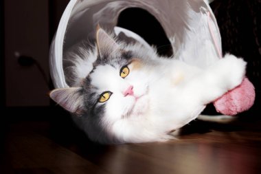 Genç safkan, uzun saçlı Norveç orman kedisi 10 ay boyunca beyaz bir tünelde yatar ve kameraya bakar. Renk kalibreli. Yaklaş..