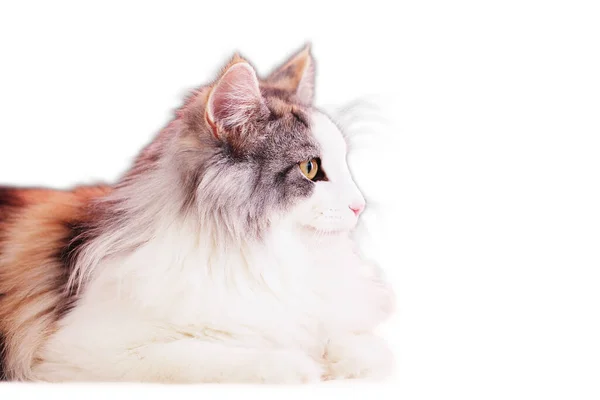 Young Purebred Long Haired Tricolor Norwegian Forest Cat Months Isolated — стоковое фото