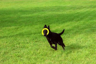 Siyah bir Alman çoban köpeği, güneşli bir yaz gününde yeşil çimen tarlasında ağzında bir oyuncak ile neşeyle koşar.