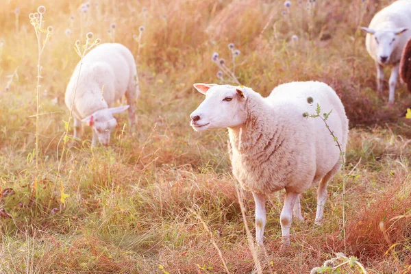 Ein Weißes Schaf Steht Auf Einer Wiese Sonnenlicht Und Schaut — Stockfoto